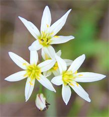 Austin Art Wall Decoir Prints For Sale