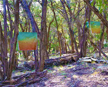 Austin Fine Art Gallery