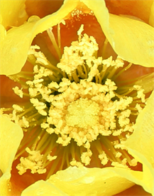 Austin Photo Prints For Sale