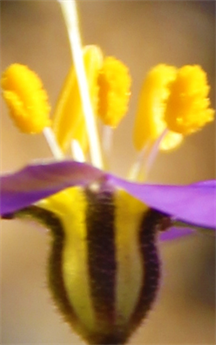 Austin Fine Art Store